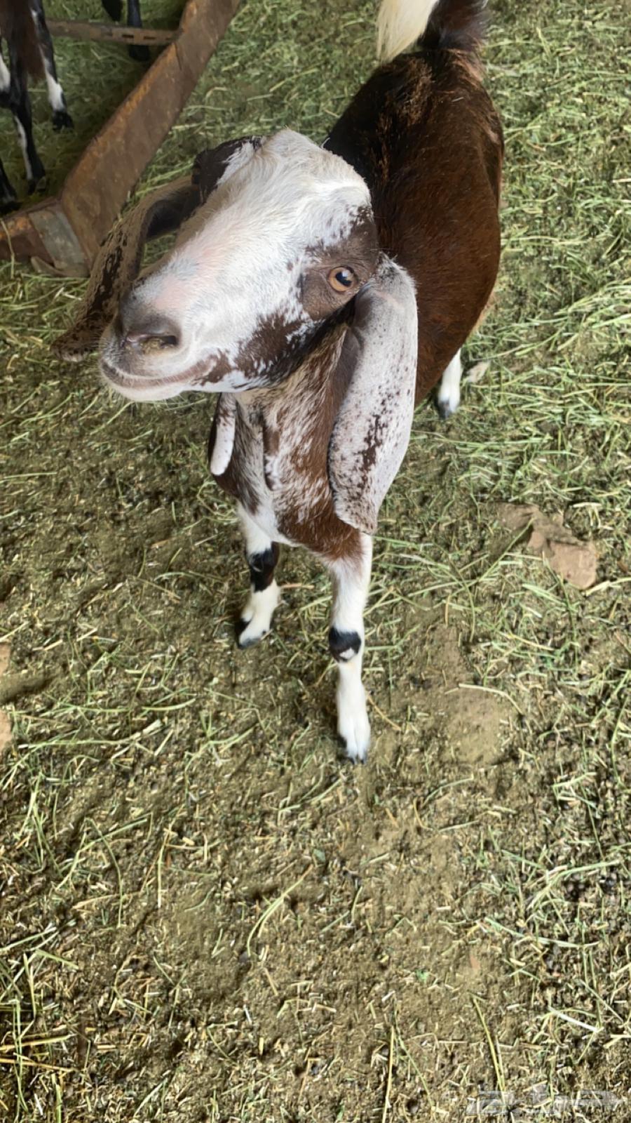 تيس للبيع64538817764225112