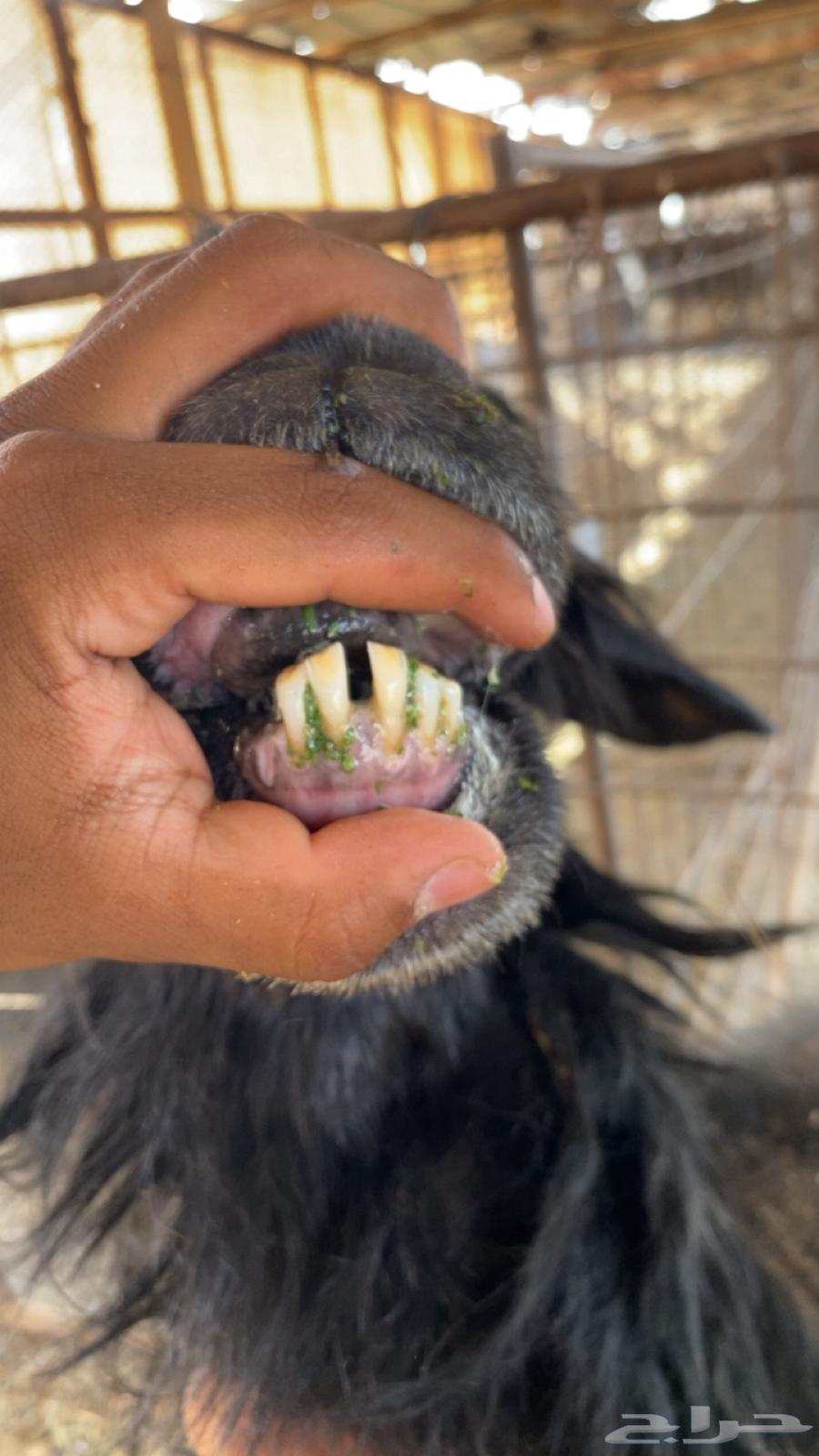 شاه نجديه طيبه64541536995459112