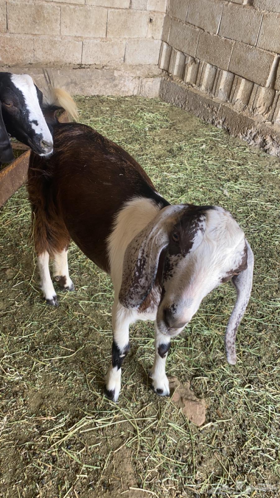 تيس للبيع64538817764225111