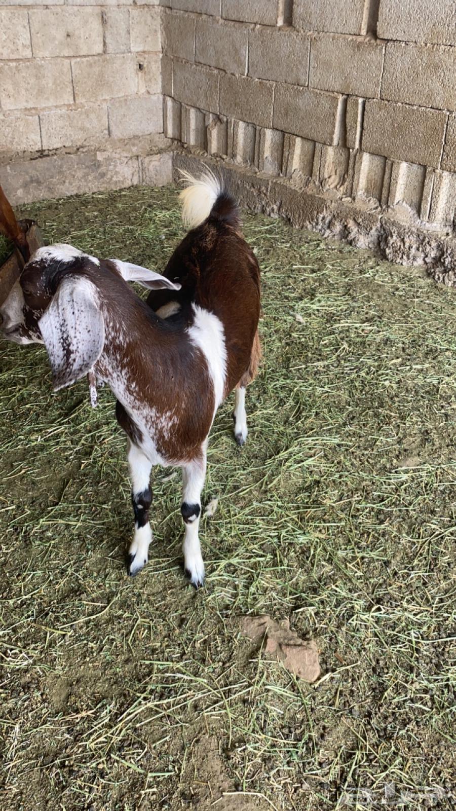 تيس للبيع64538817764225110