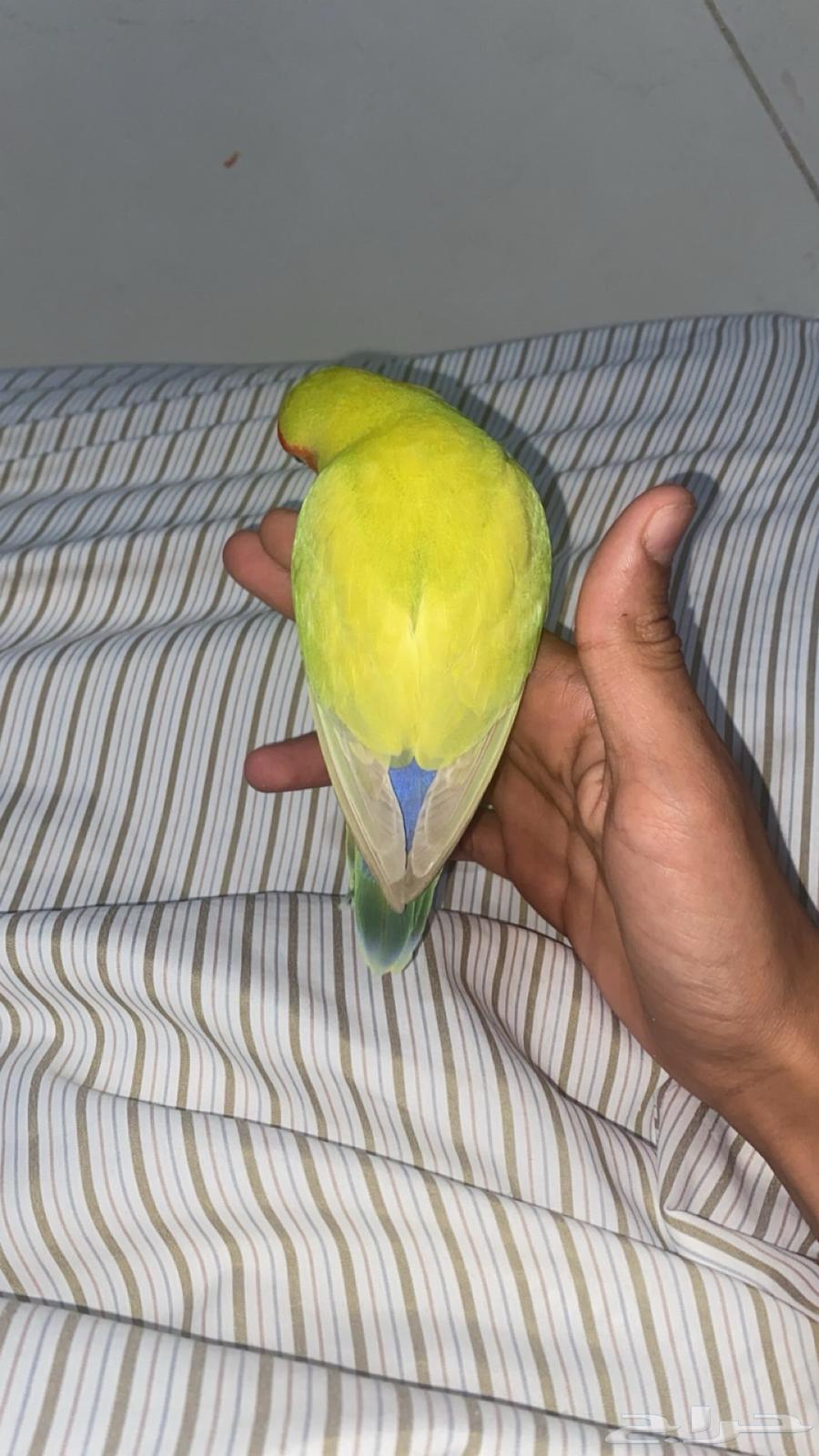 طير روز وليف64542700263810111