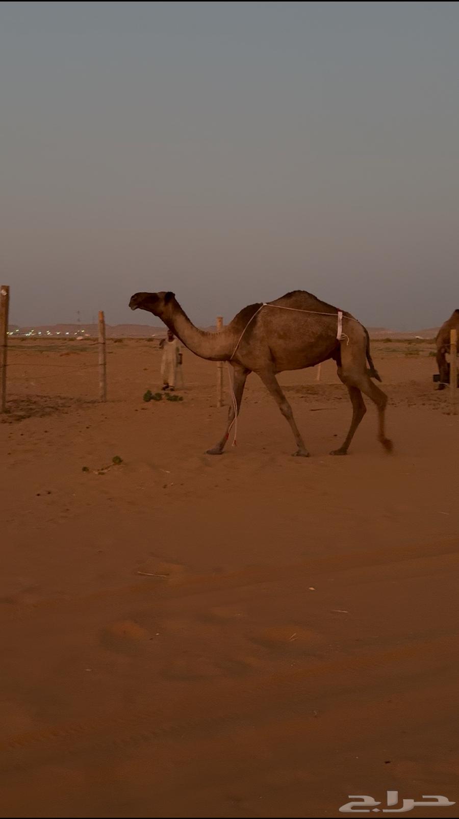 للبيع ضريبه صفرا64541079716994111