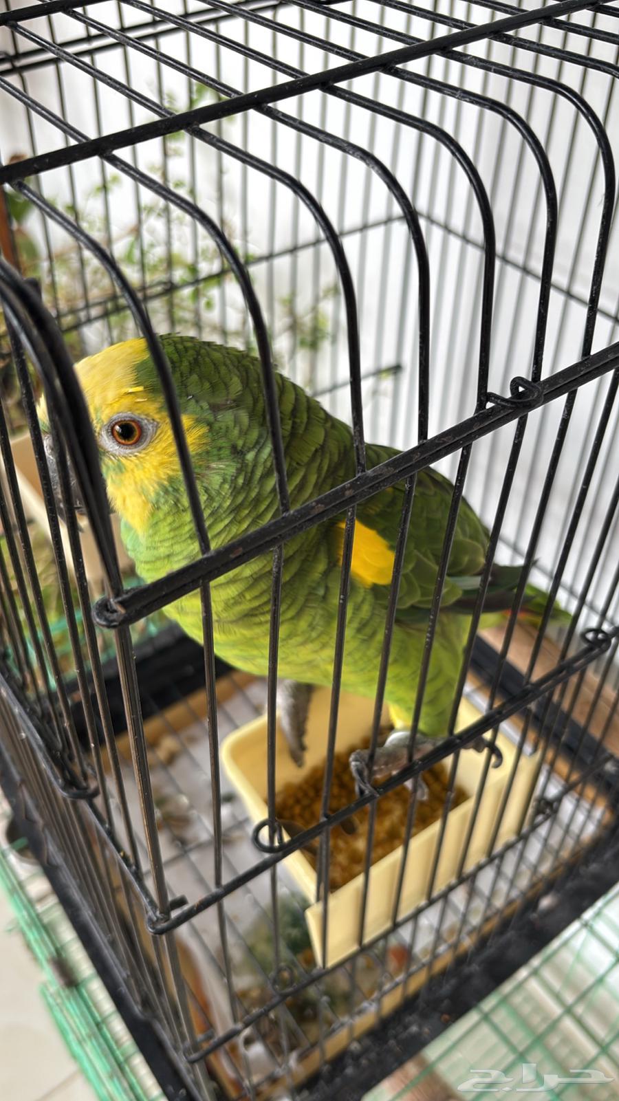 أمازوني بلوفرنتد جاكو ذكر للانتاج64541393205122110