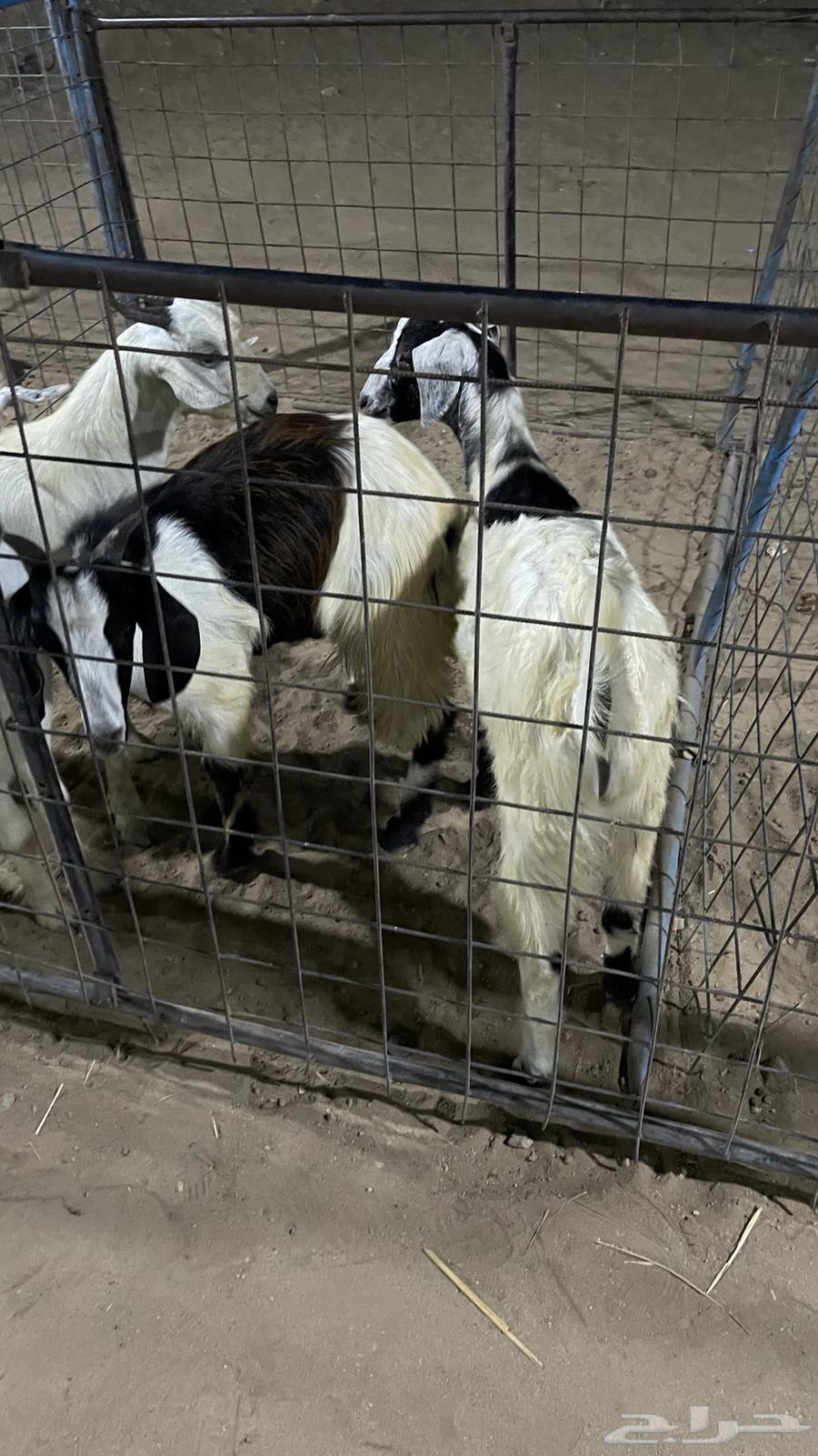 تيوس مخصاه للبيع64539797167107112