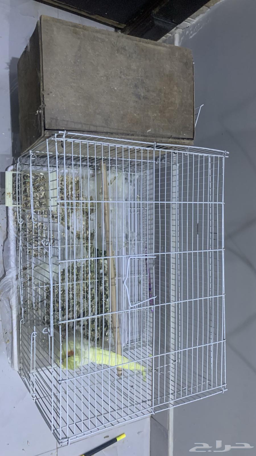 زوج كروان اليف منتج64537254233091111