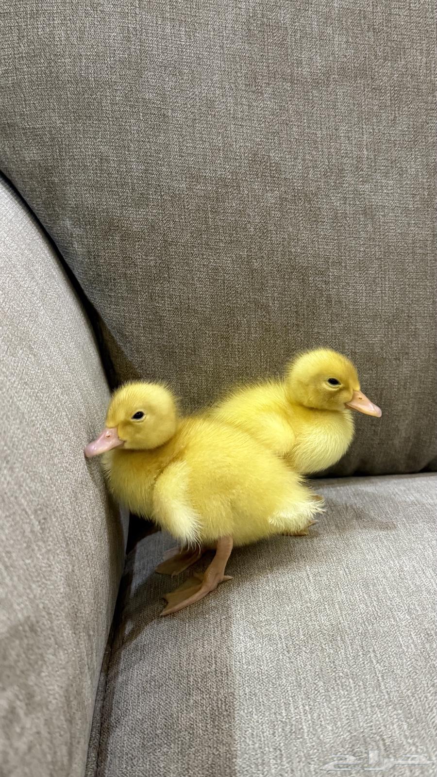 بطتين للبيع64539924617217111