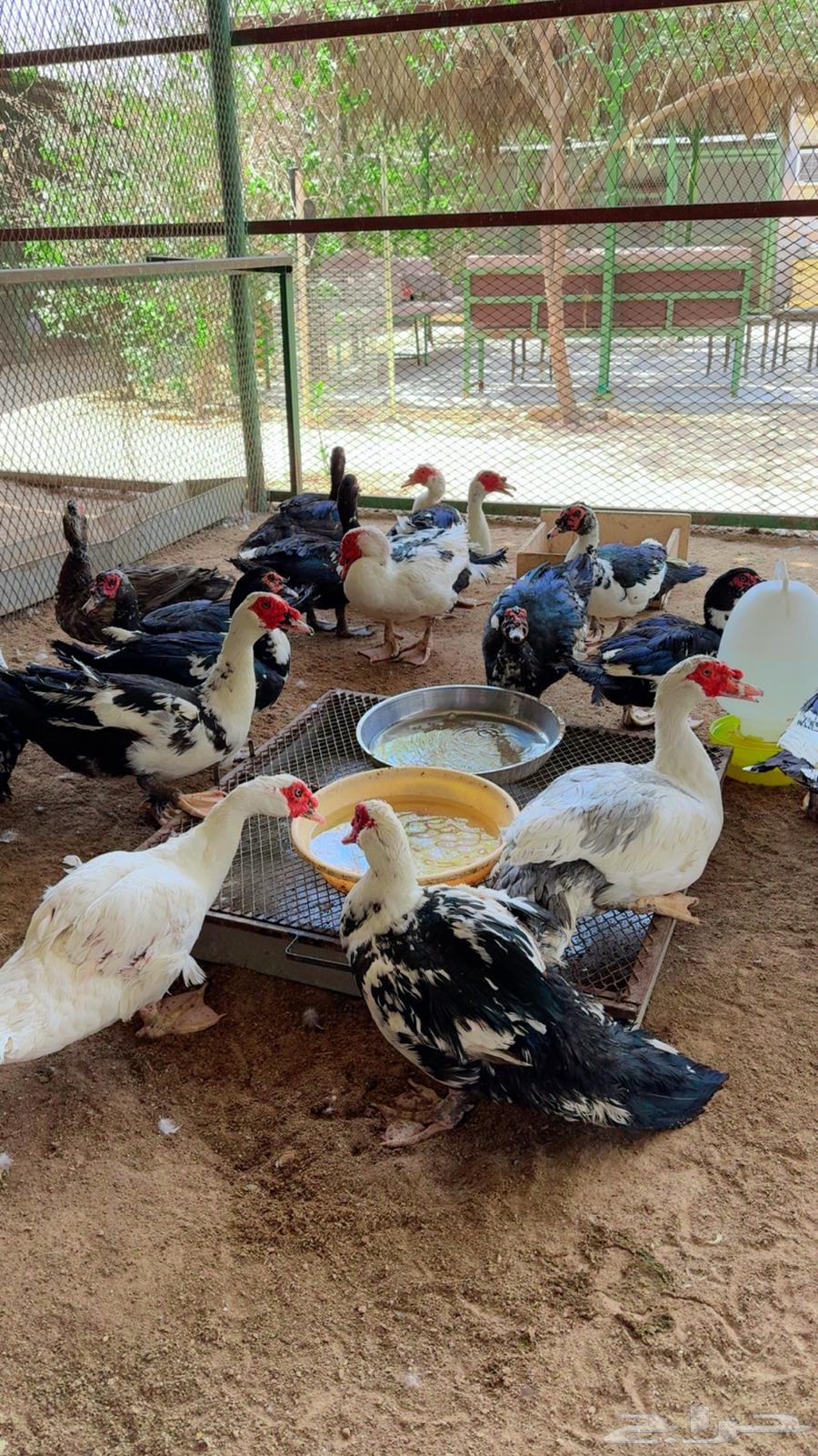 طيور بيت الزاجل64537532983809111