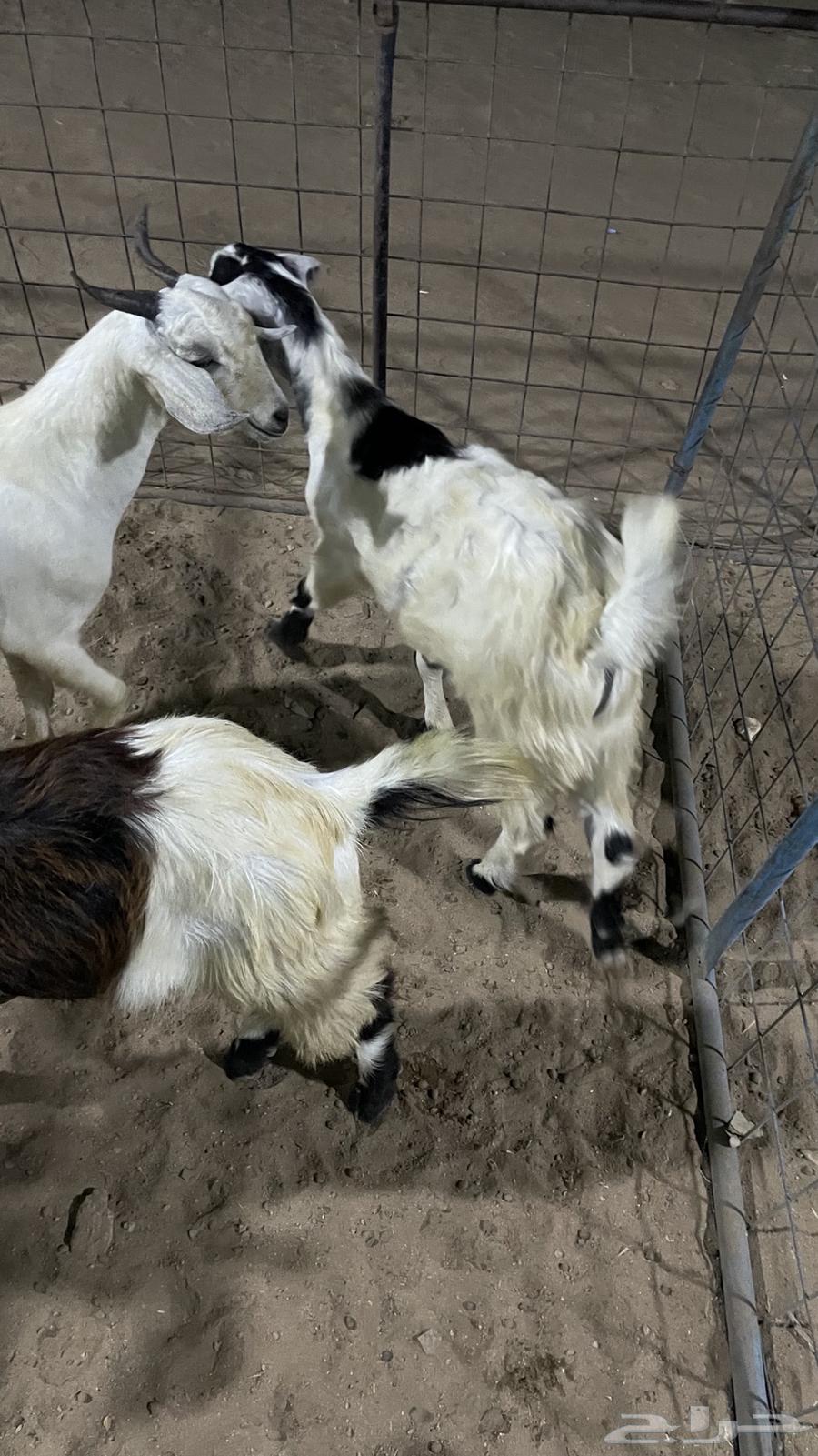 تيوس مخصاه للبيع64539797167107111