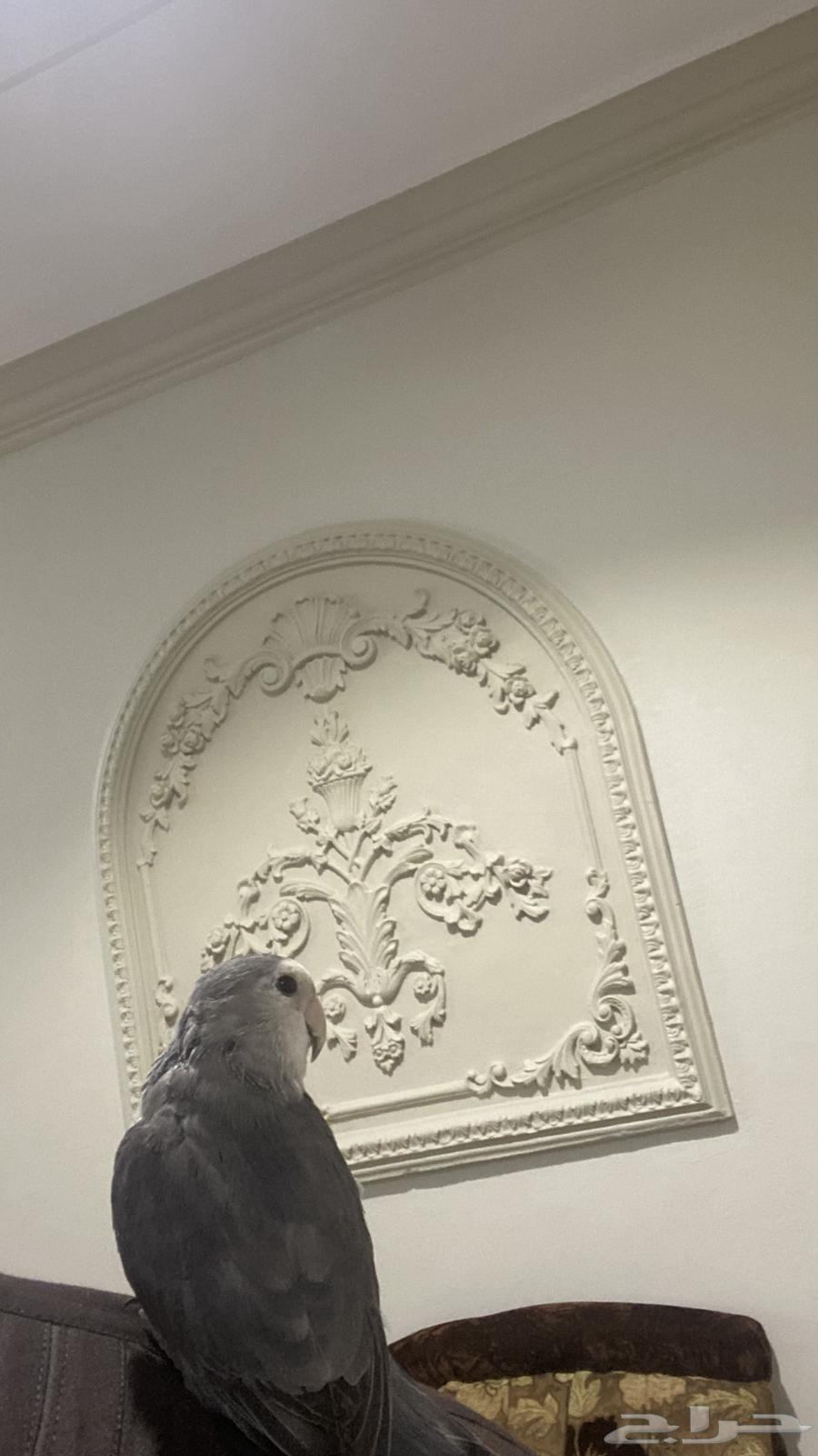 Rose Finch Bird64542842456067110