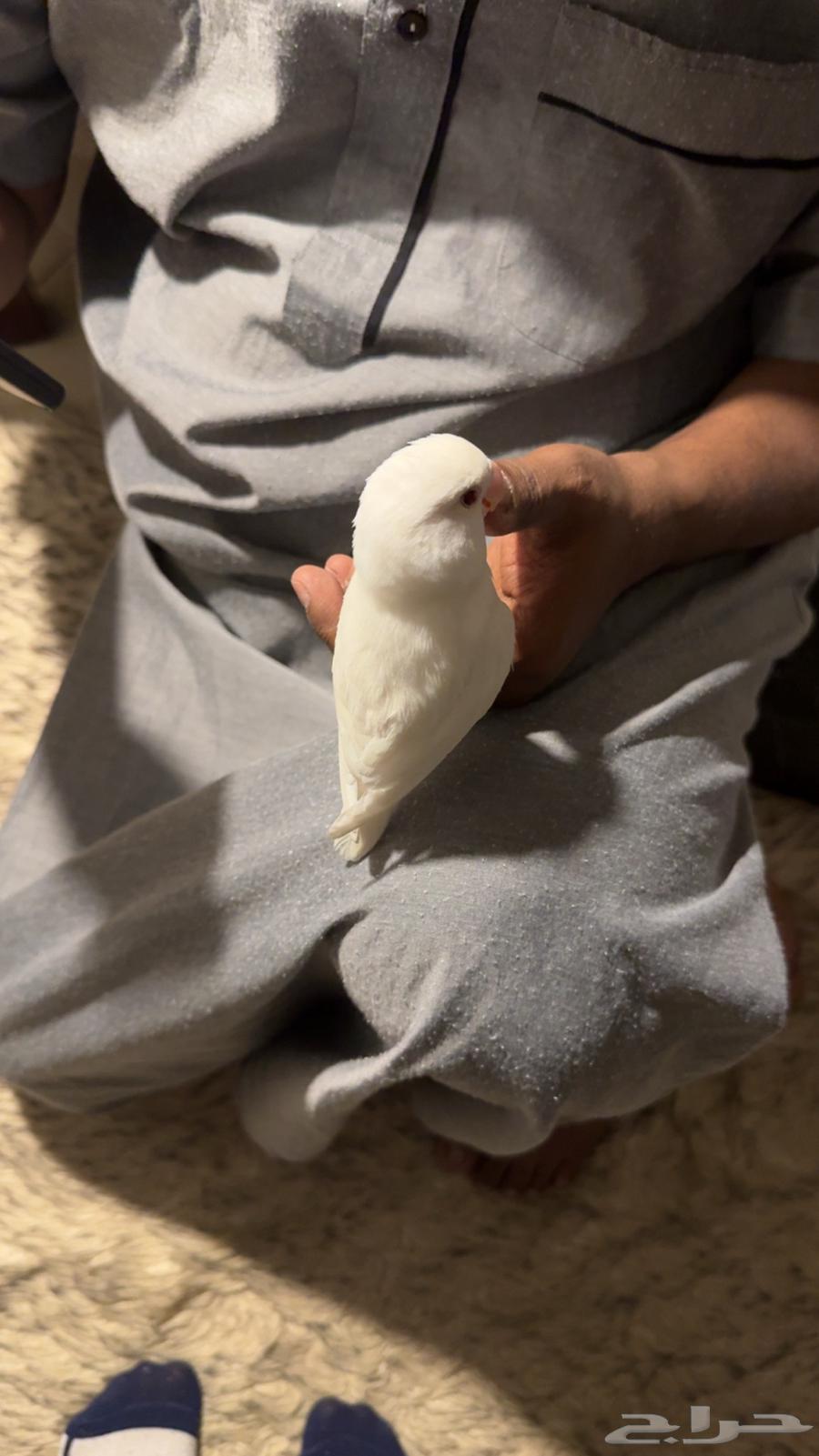 Day Bird64542317277313112