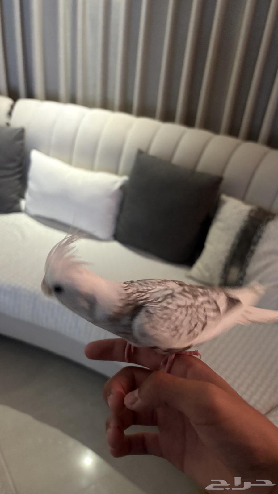 Krovan Bird64536795357569111