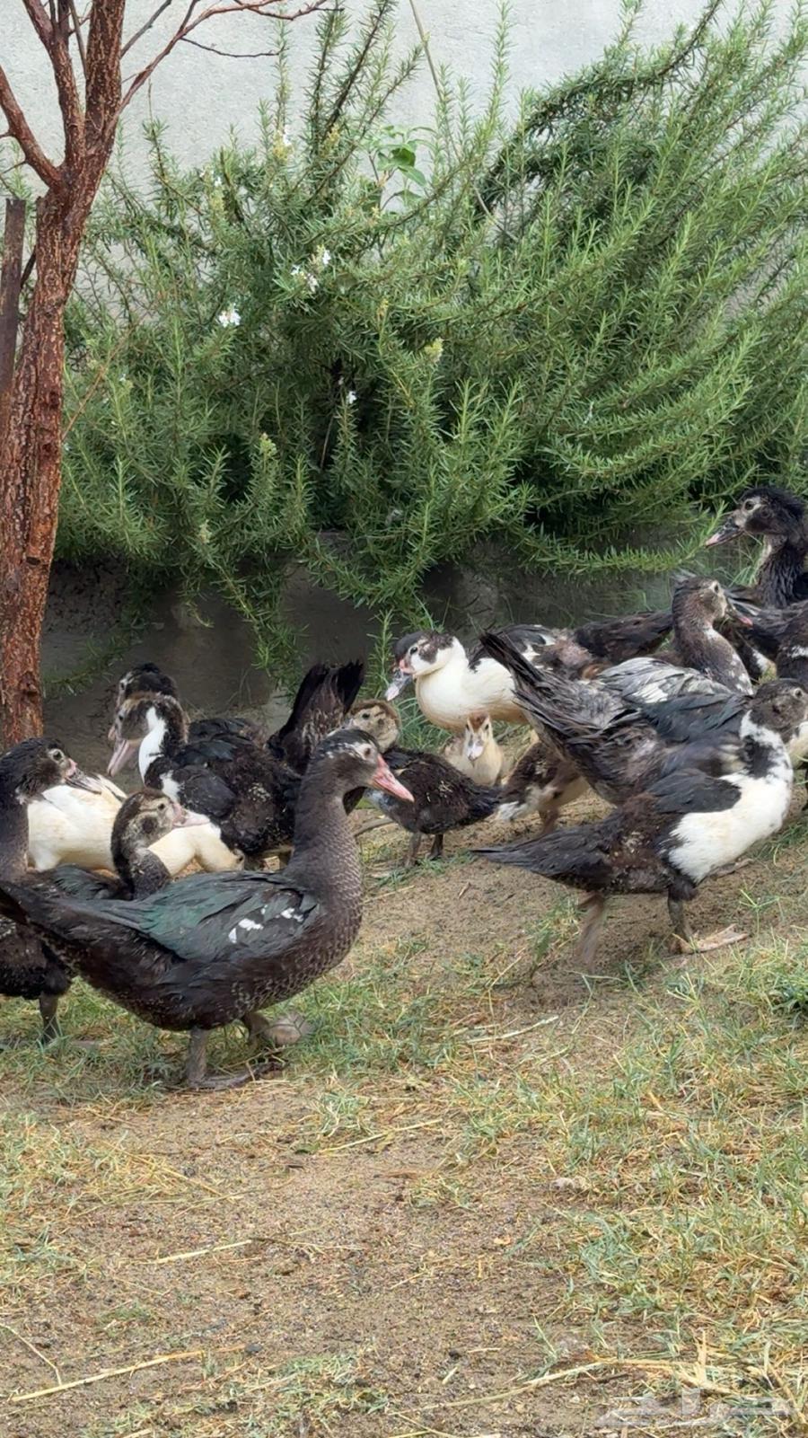 بط مصري ممتاز64540124361729112