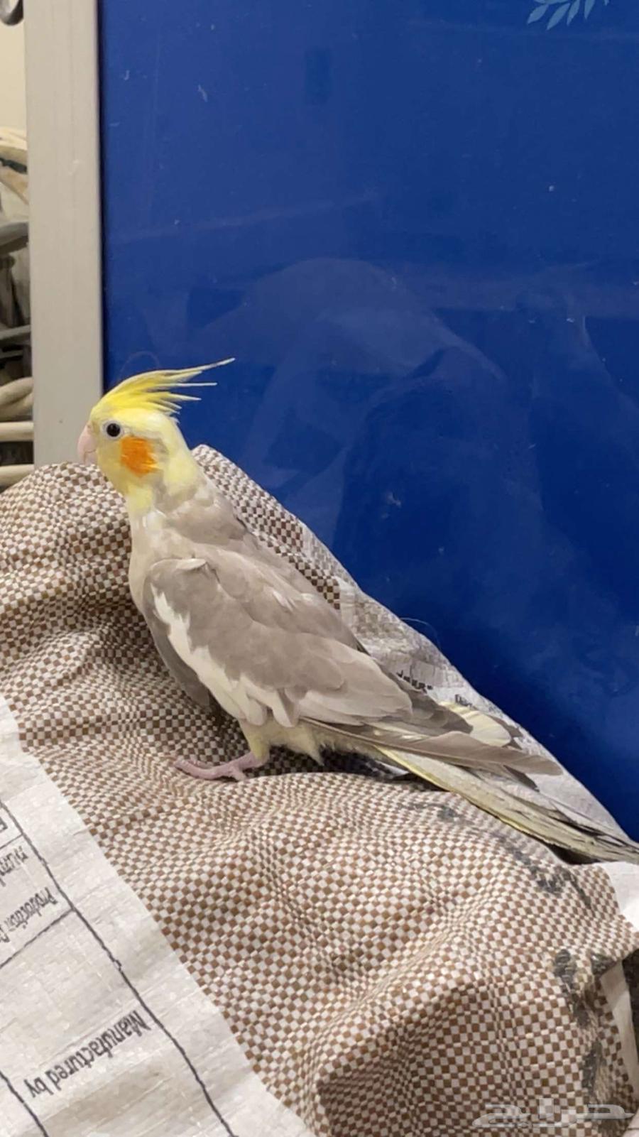 فرده كروان 70 بالميه انثى ( تم البيع خارج الموقع )64536892189825112