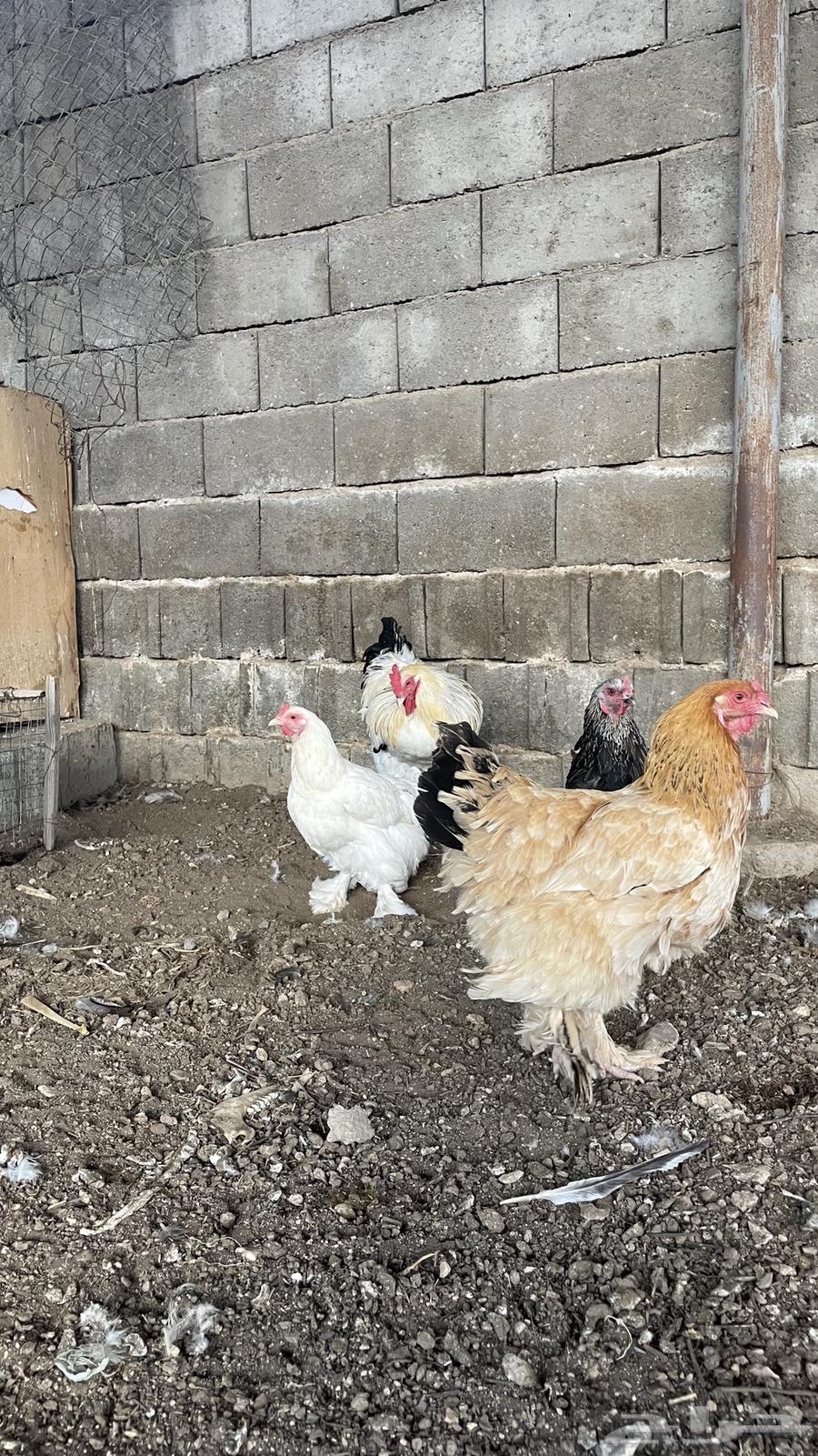 Brahma Chicken64542600564865111