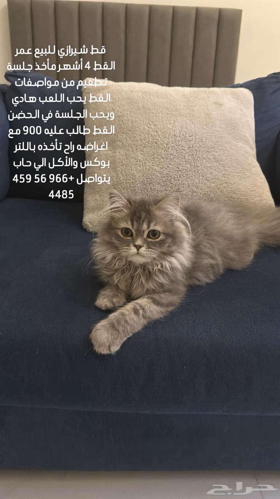 قط شيرازي للبيع السعر من 800_90064540124424706110