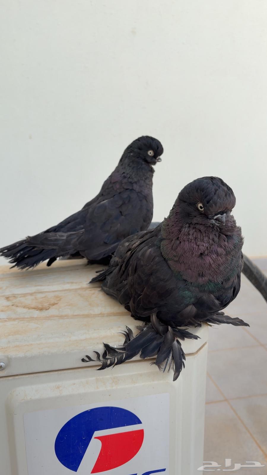 جوز لونق فيس اسود64535889478659112