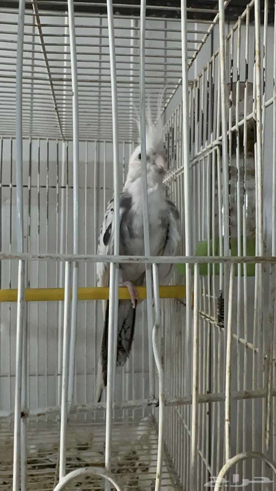 كروان انثى جاهزة فراشة نزلت بيض بدون ذكر64537017213313112