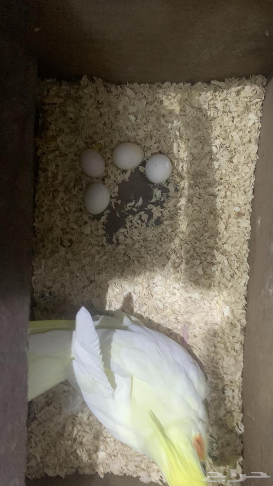 زوج كروان اليف منتج64537254233091114