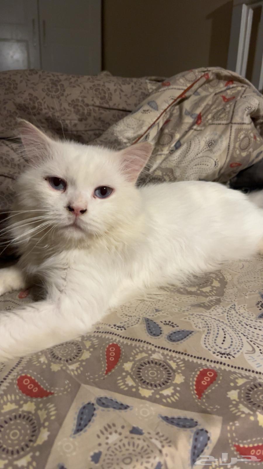 قط للبيع64540552632577110