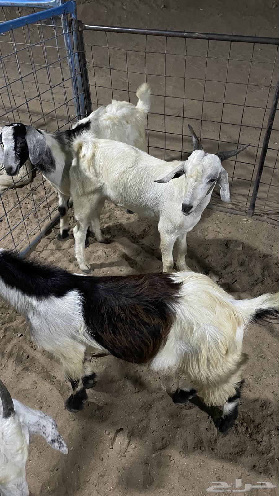 تيوس مخصاه للبيع64539797167107110