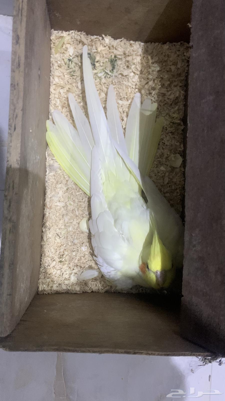 زوج كروان اليف منتج64537254233091113