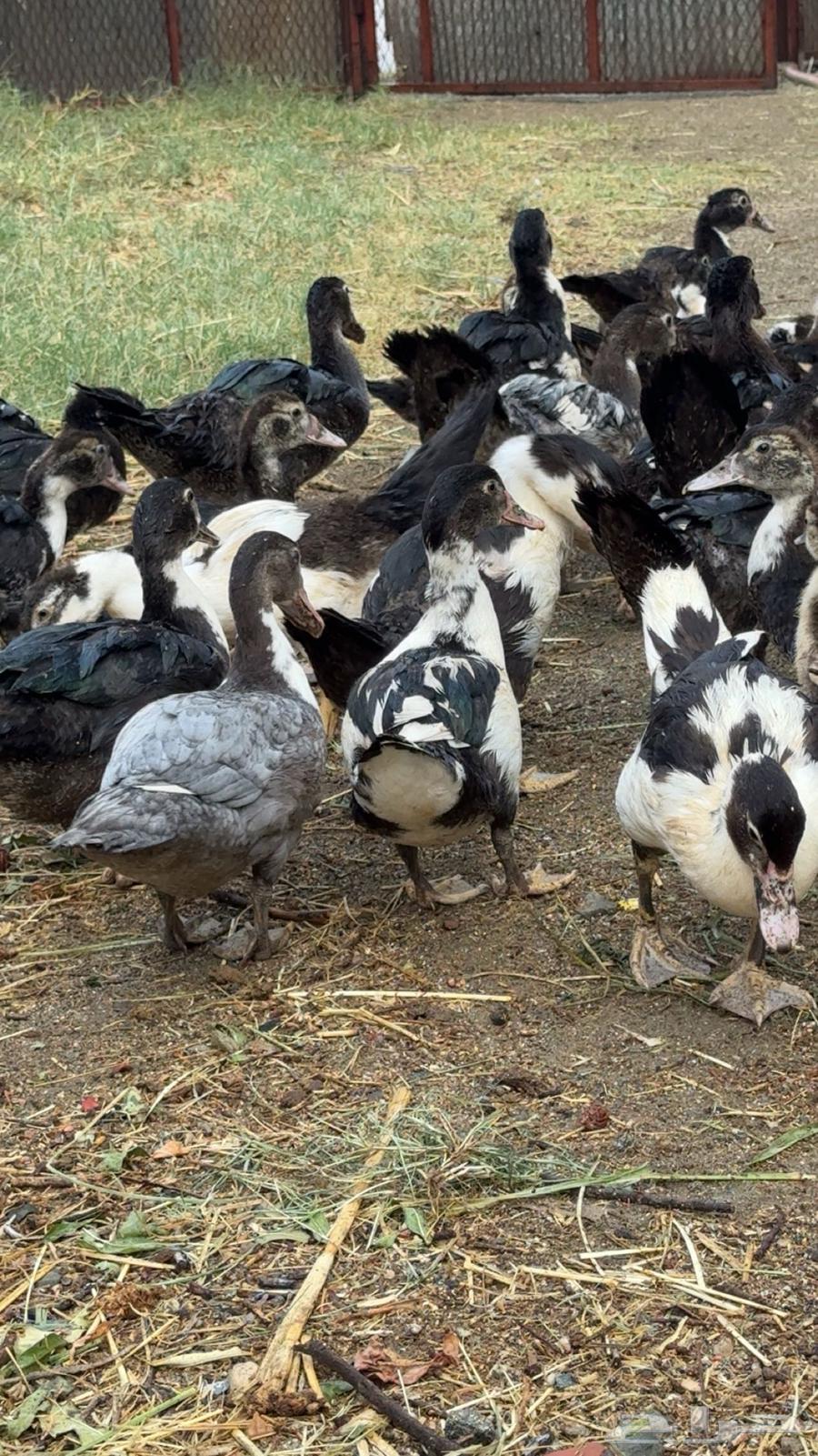 بط مصري ممتاز64540124361729110