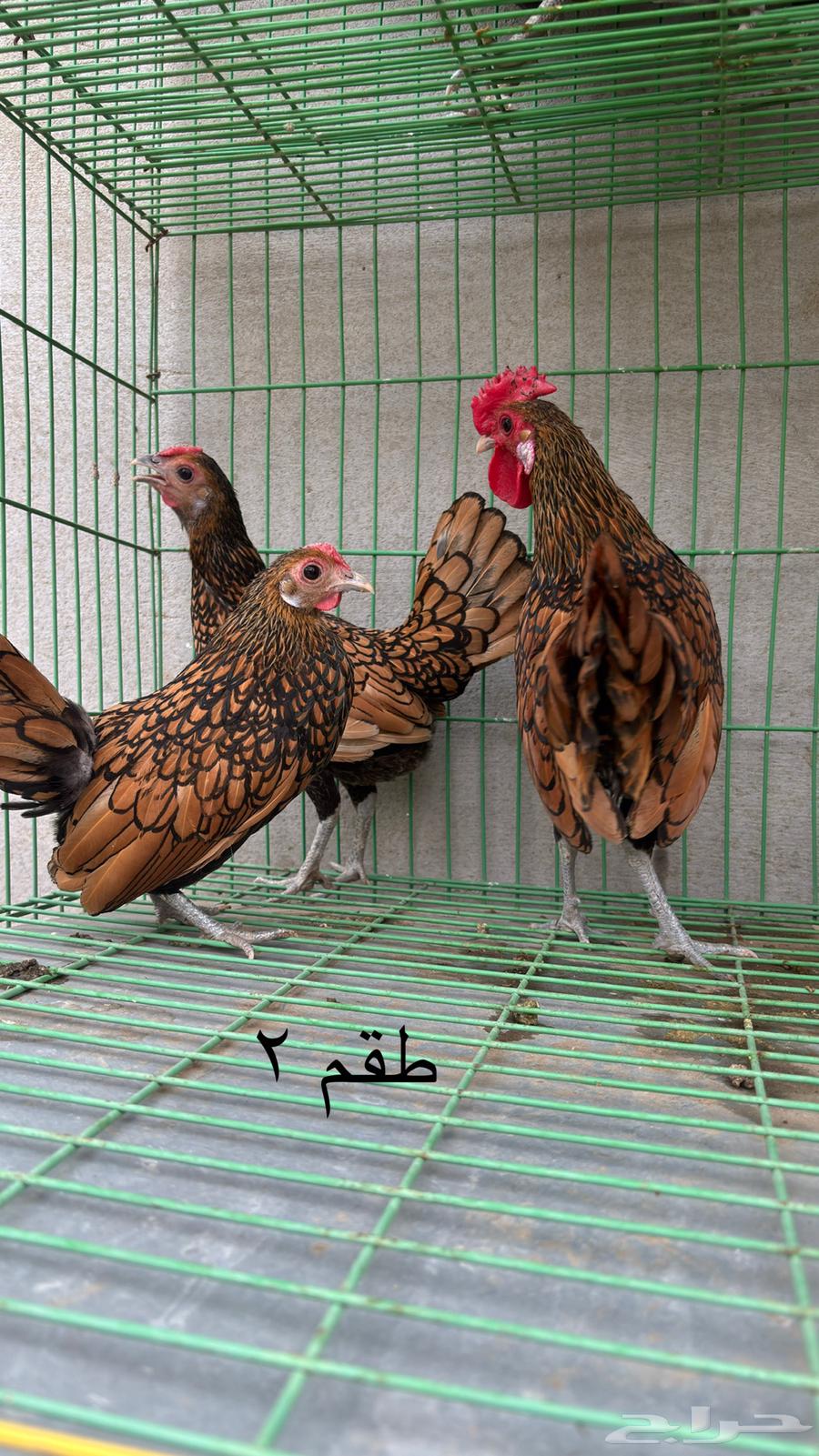 Sparrow Chicken Set64541136737667112