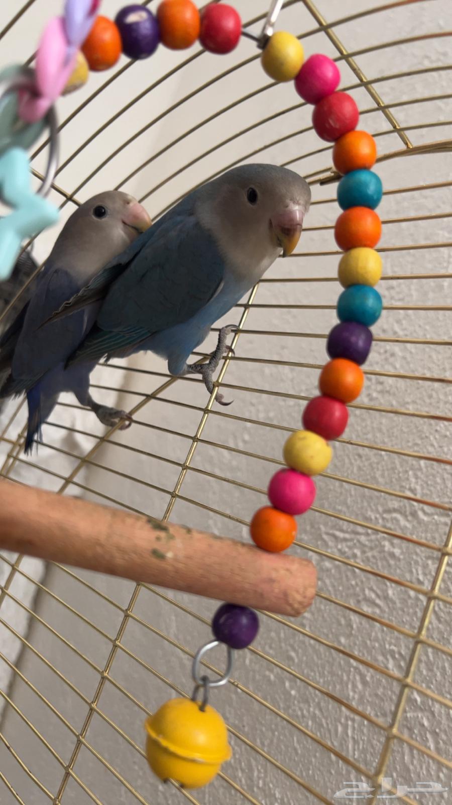 عصافير روز اليفين مفطومين من الغر64537407790851110