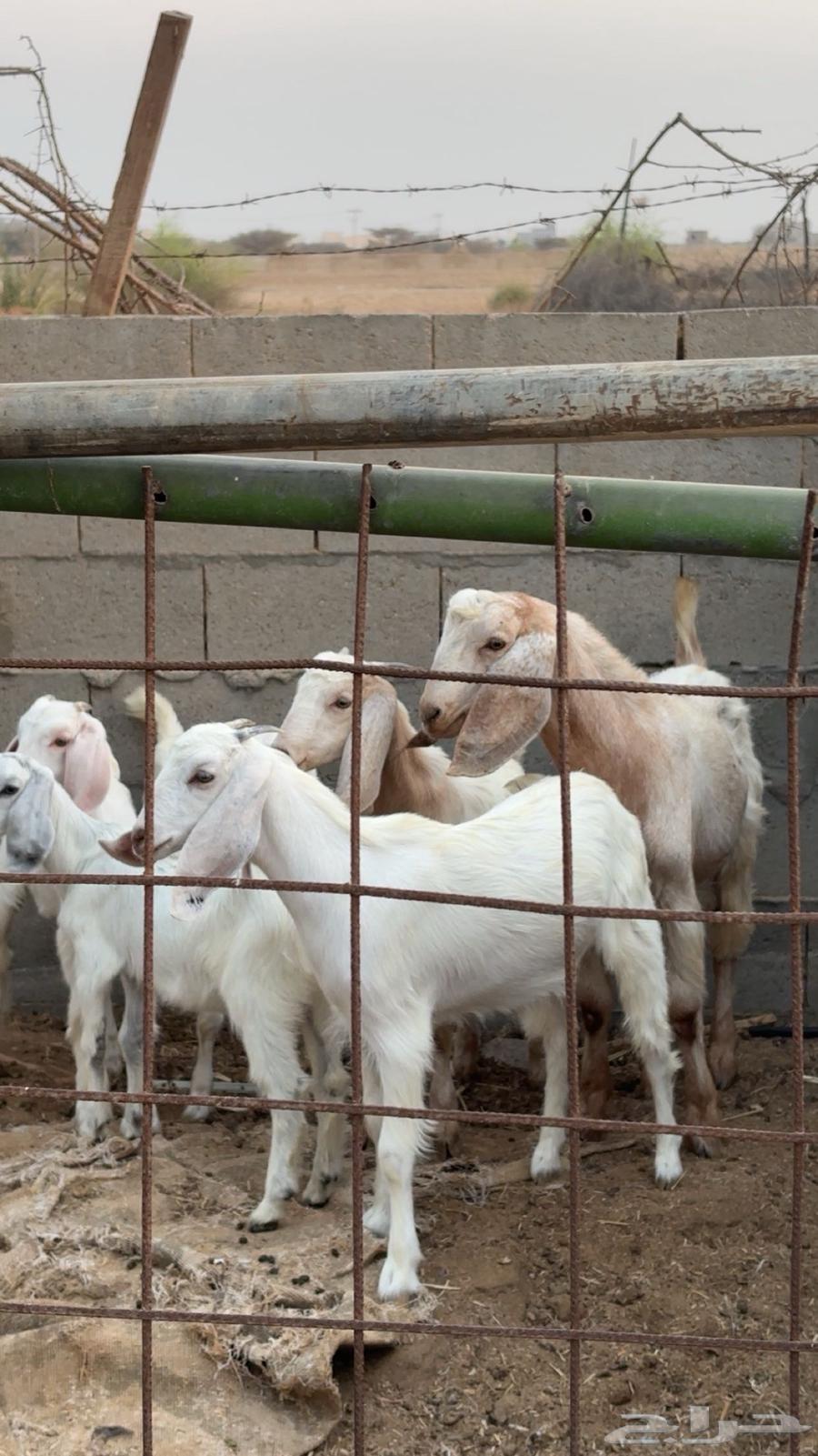 Goats for sale with their buck64542034176899110