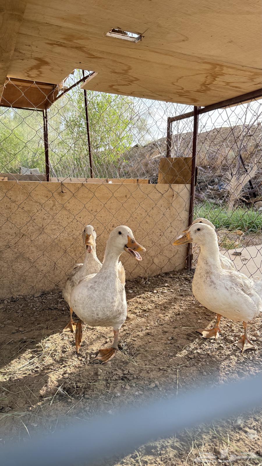 4بط للبيع64539967610754110