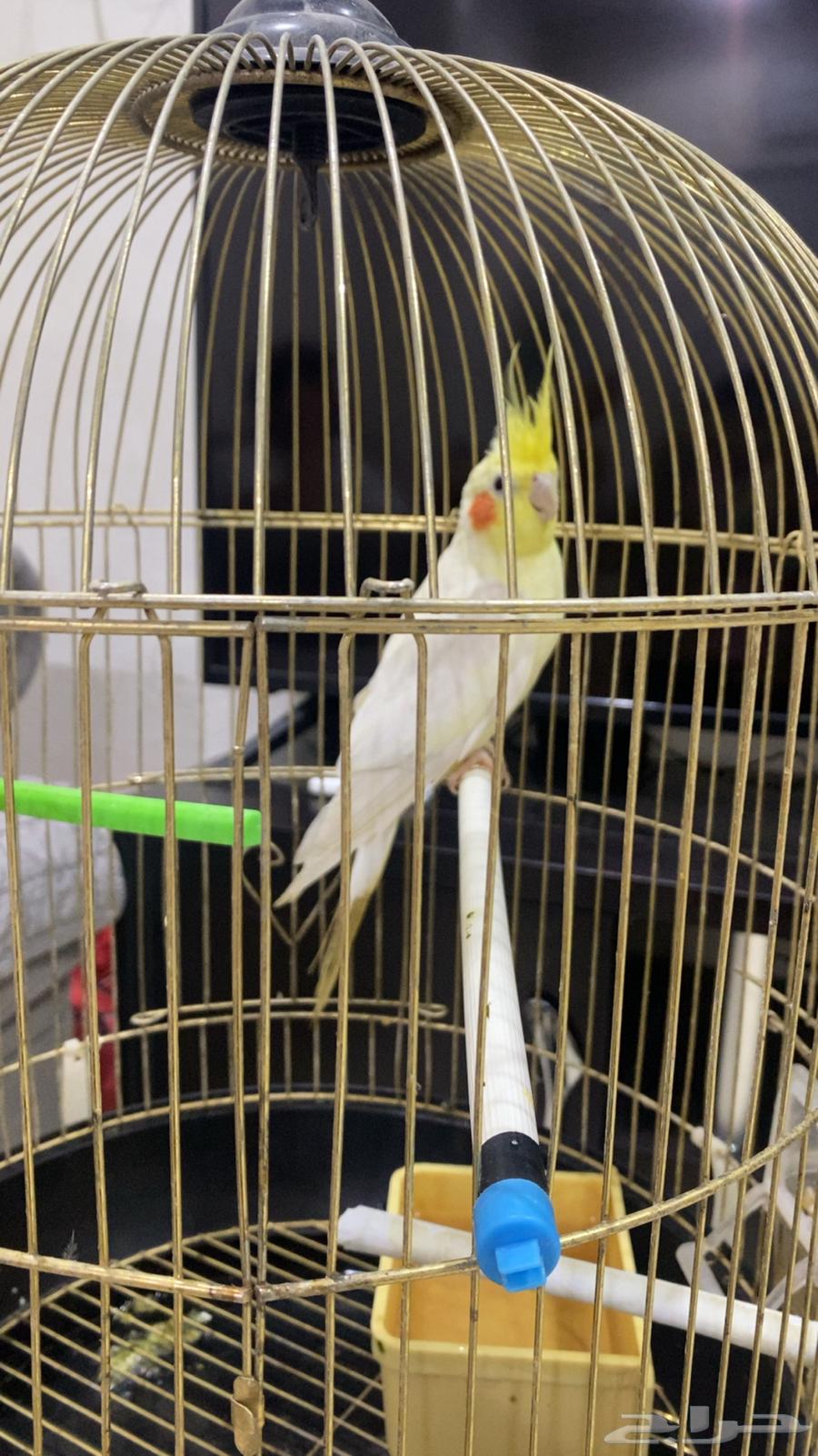 طيور كروان للبيع في حوطة سدير64542600636673113