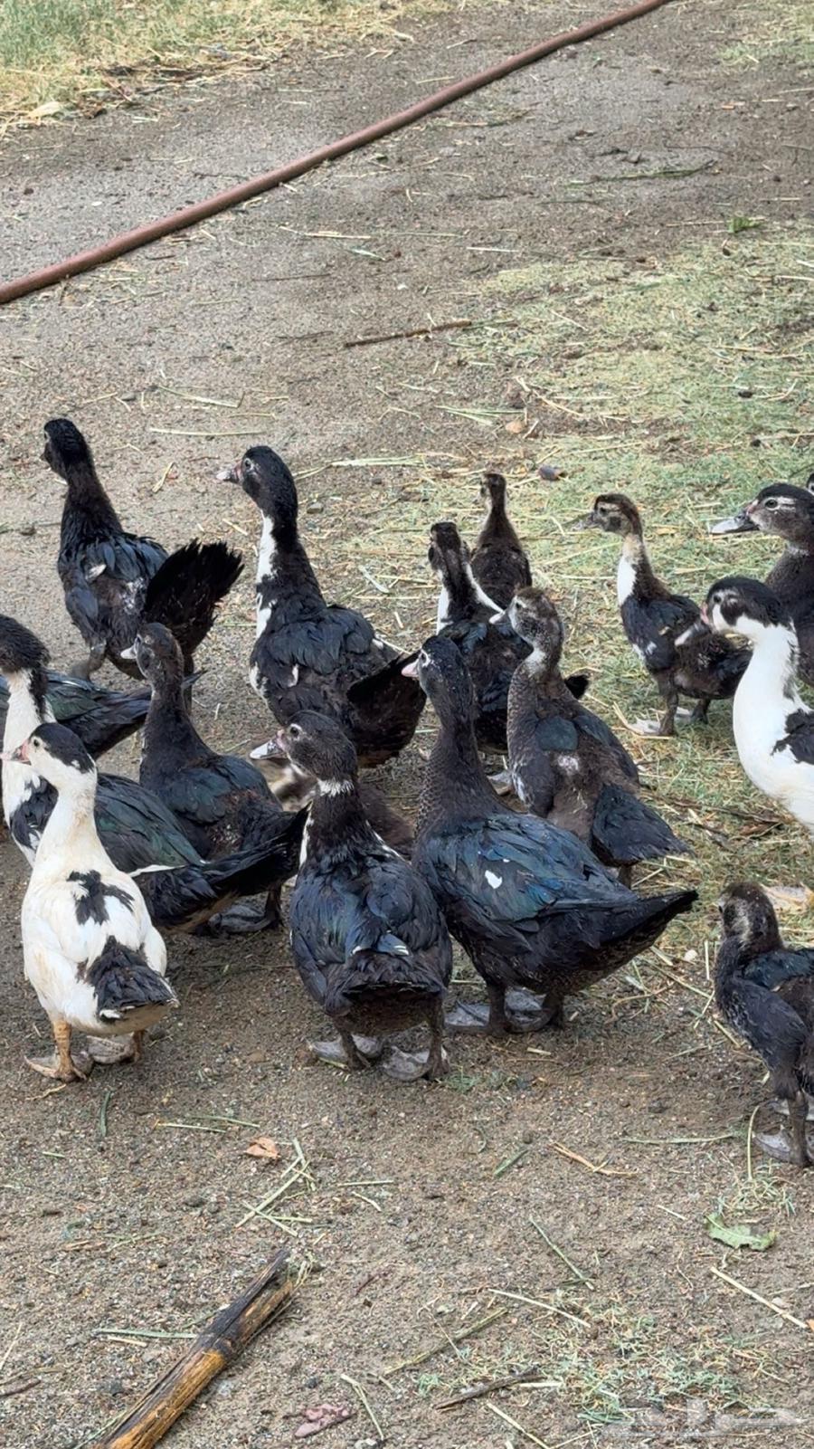 بط مصري ممتاز64540124361729111