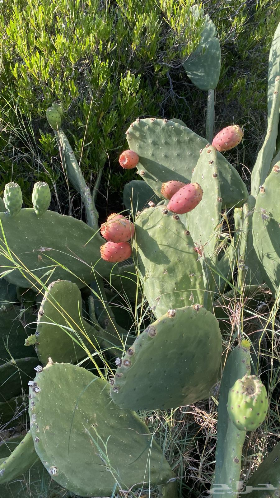 Red Prickly Pear (Barshomi) for Sale64537156154241112