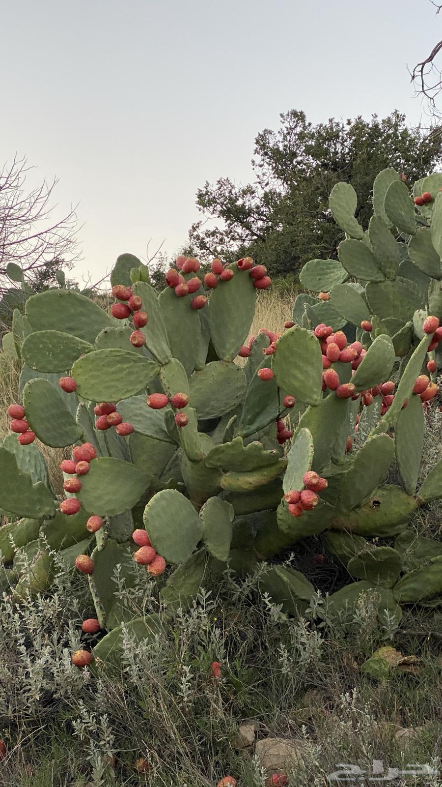 Red Prickly Pear (Barshomi) for Sale64537156154241111