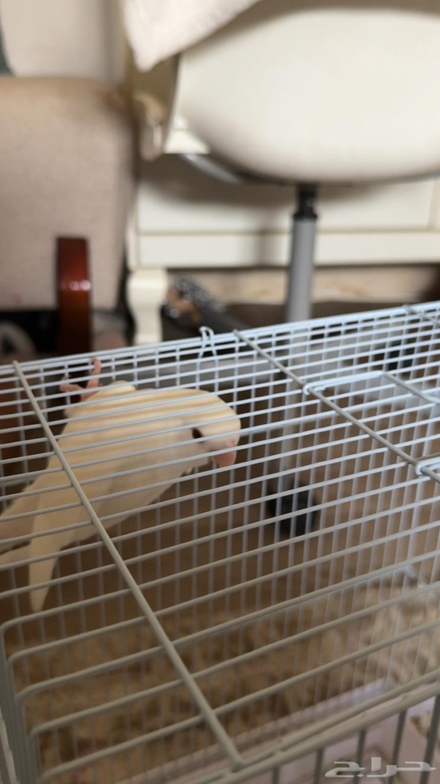 Day Bird64542317277313111