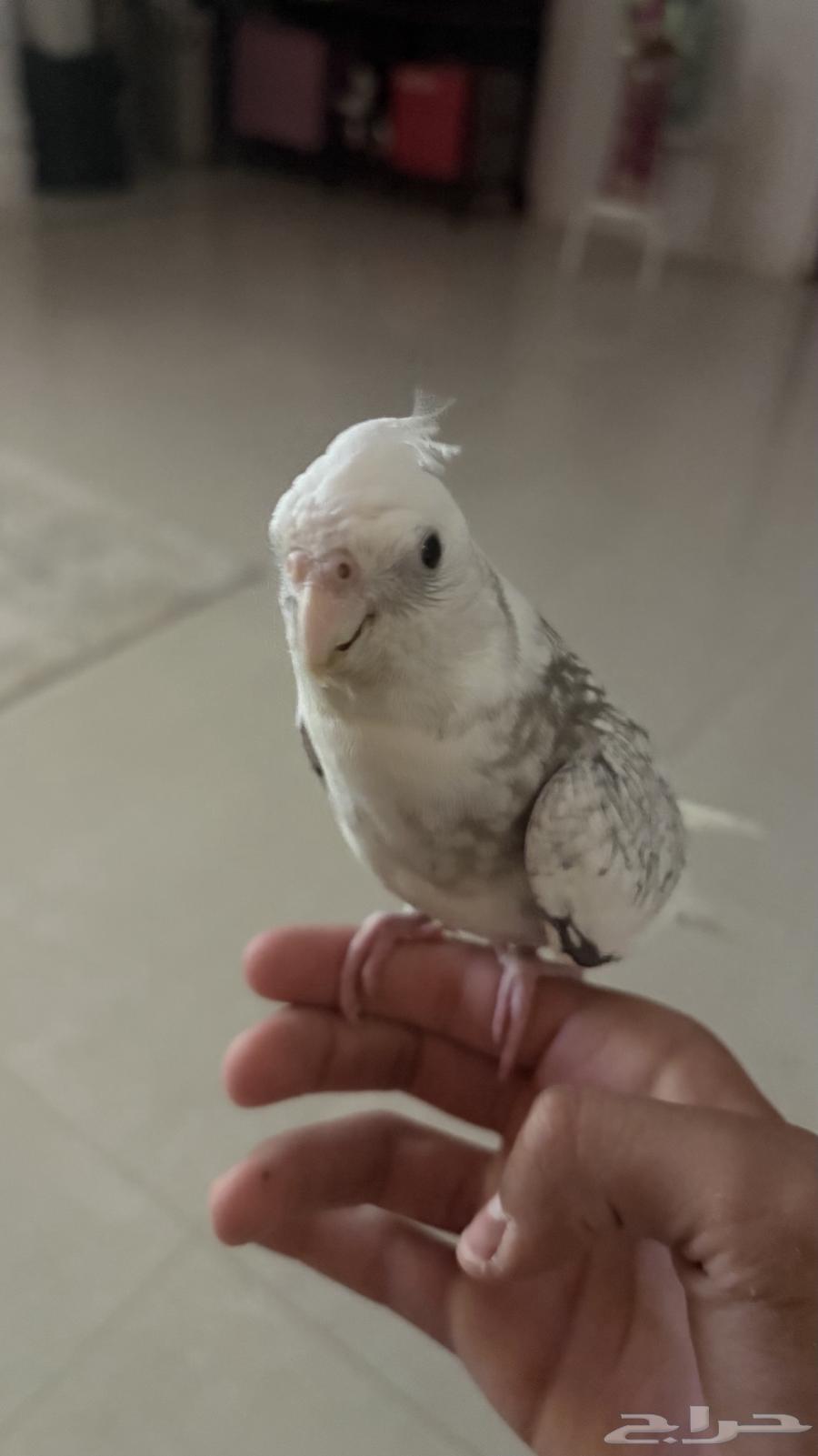 Krovan Bird64536795357569112