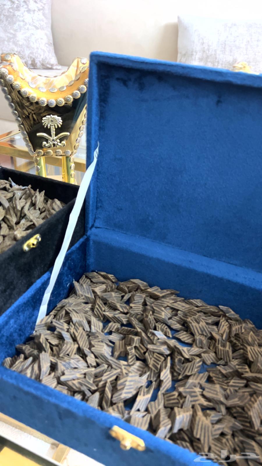 كمبودي تايقر64405999146242110