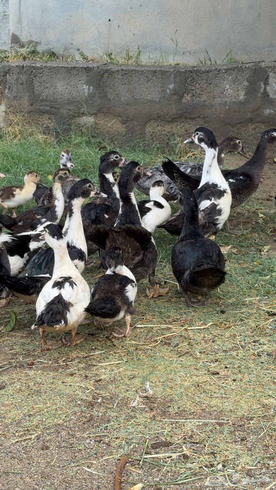 بط مصري ممتاز64540124361729114