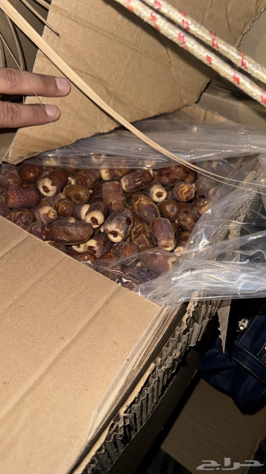 Fresh dates from the farm for sale, 30 boxes, 20 kg each64535945369473110