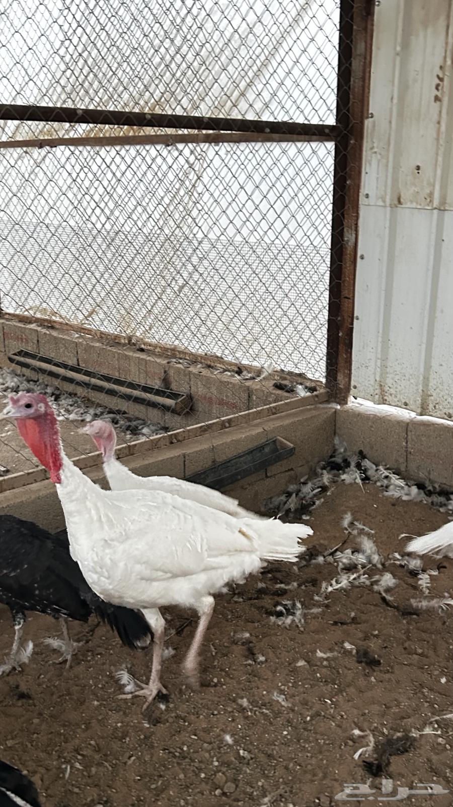 للبيع ديوك روميي64536083998721113