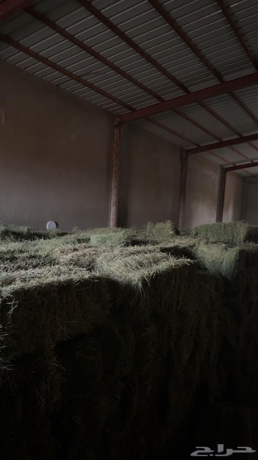 للبيع برسيم تم البيع64540722995330113