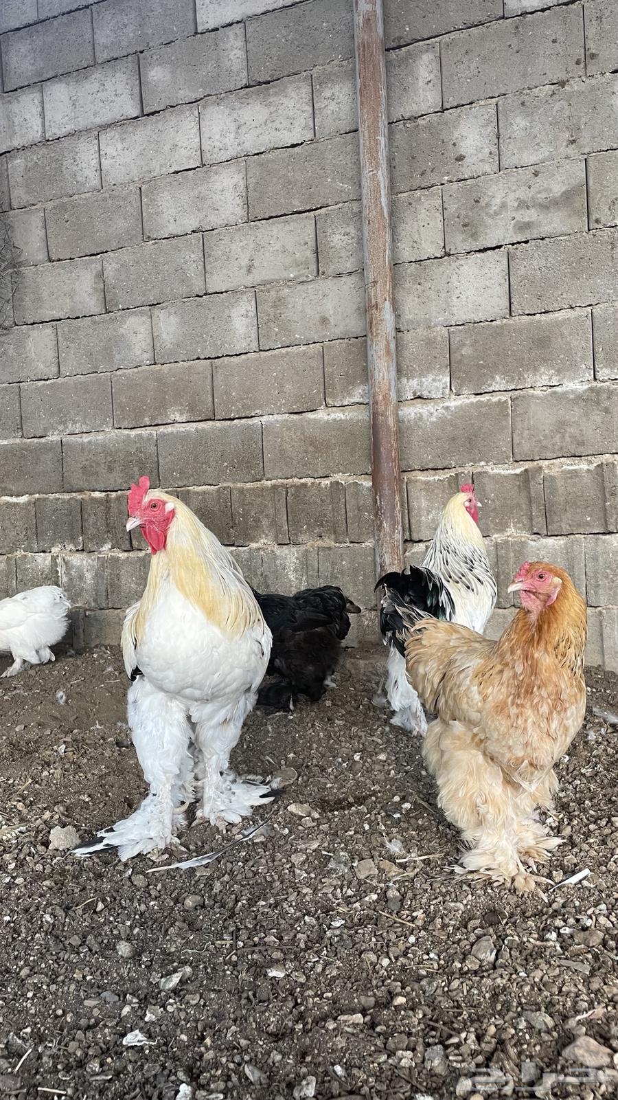 Brahma Chicken64542600564865113