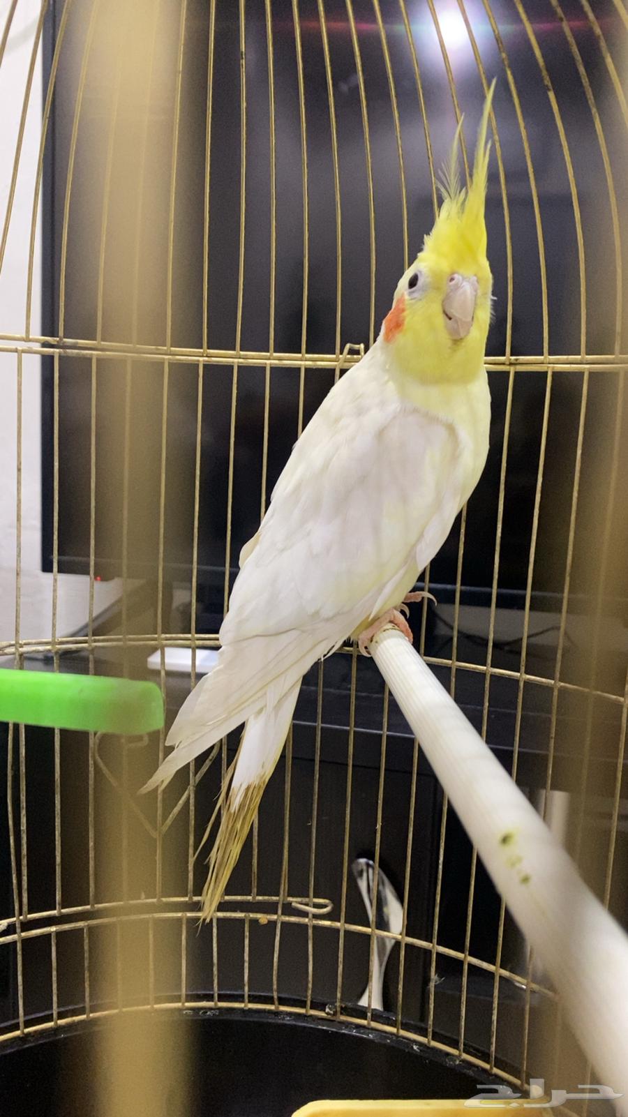 طيور كروان للبيع في حوطة سدير64542600636673111