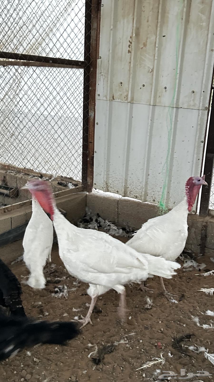 للبيع ديوك روميي64536083998721112