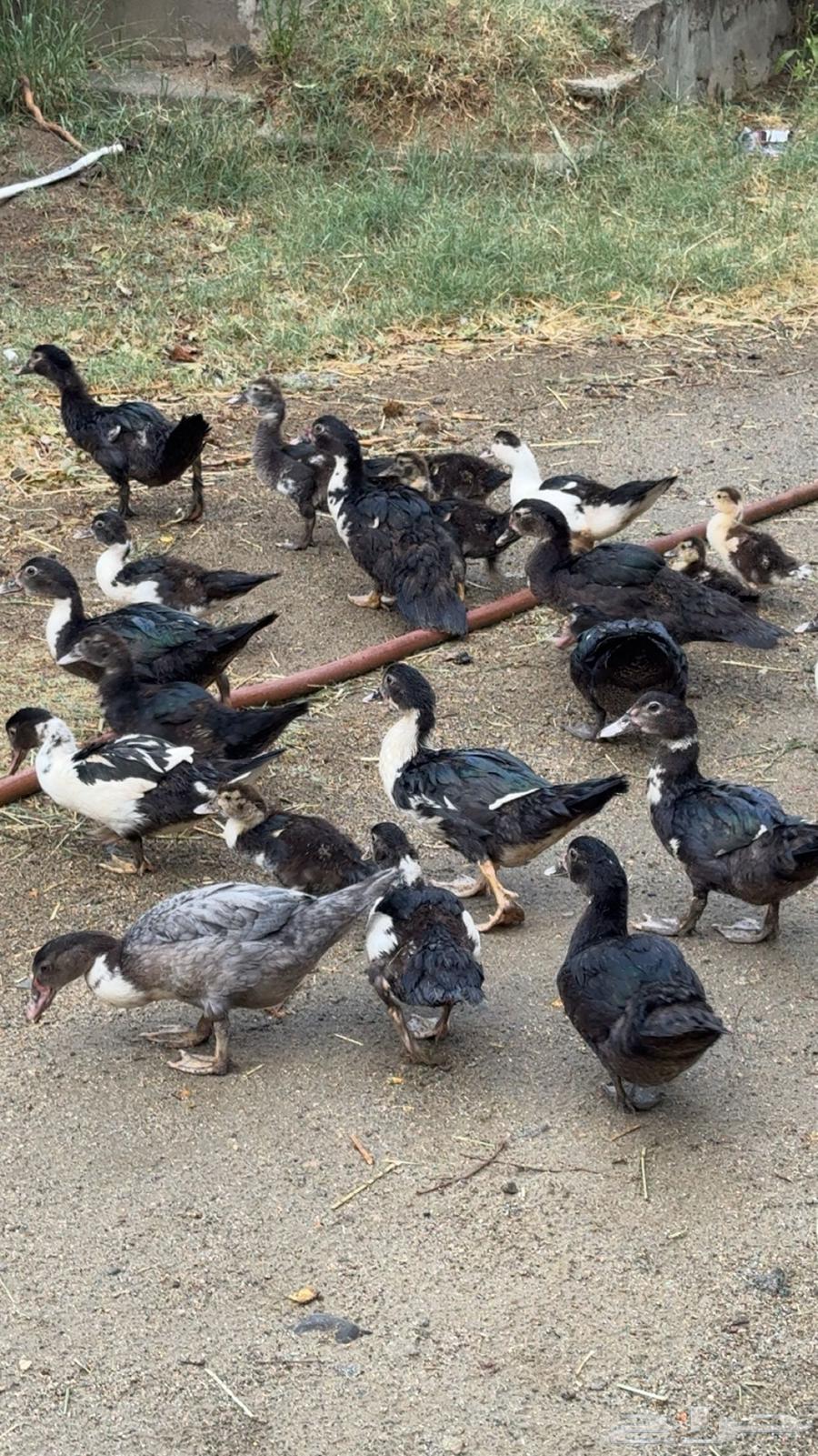 بط مصري ممتاز64540124361729113