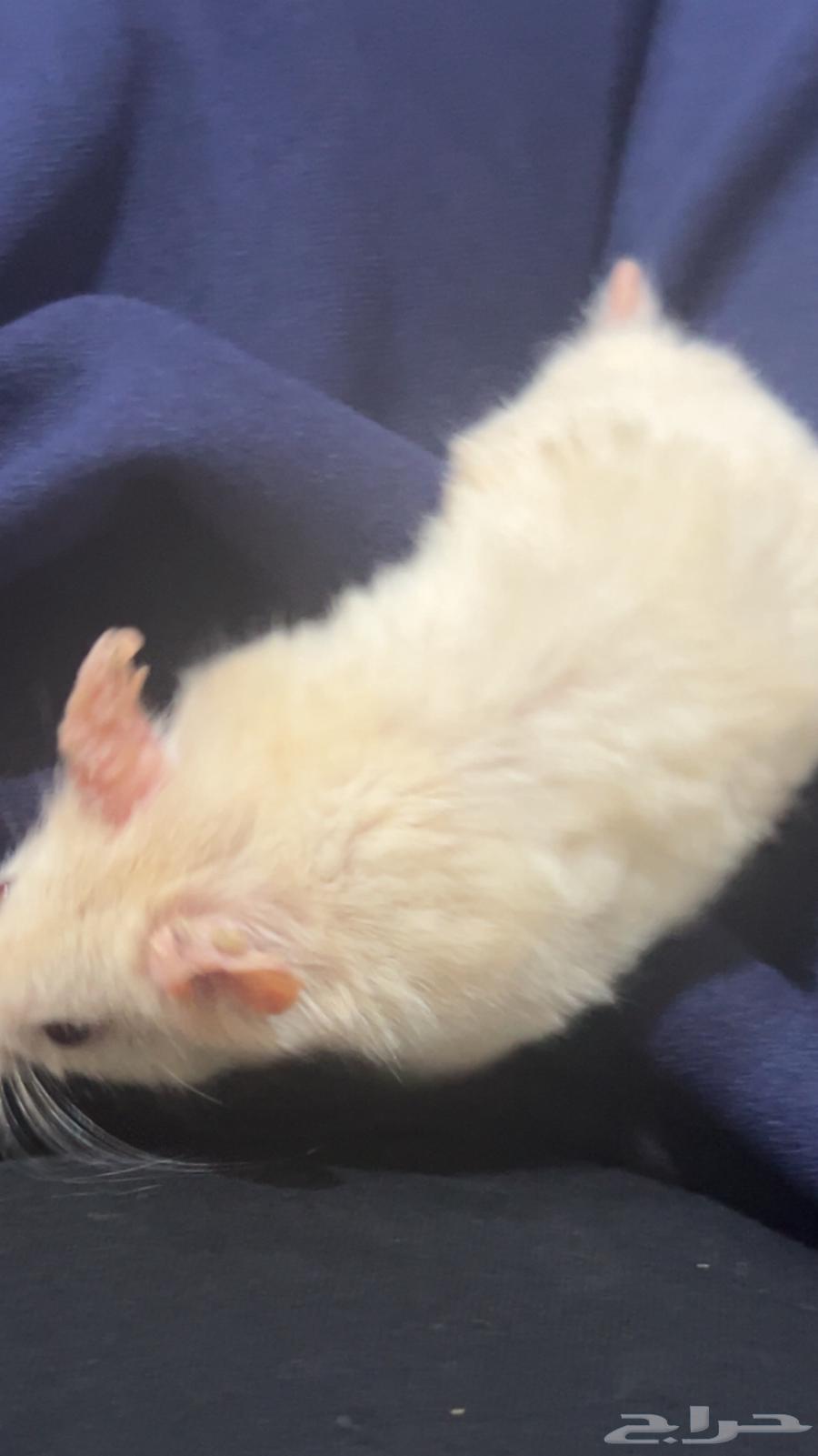 هامستر للبيع64542743218562110