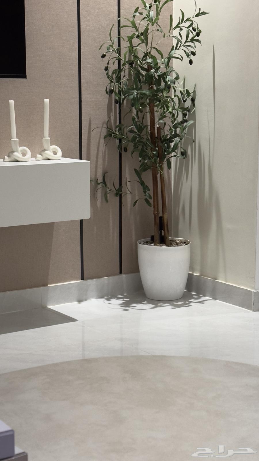 Olive tree64540580844290110