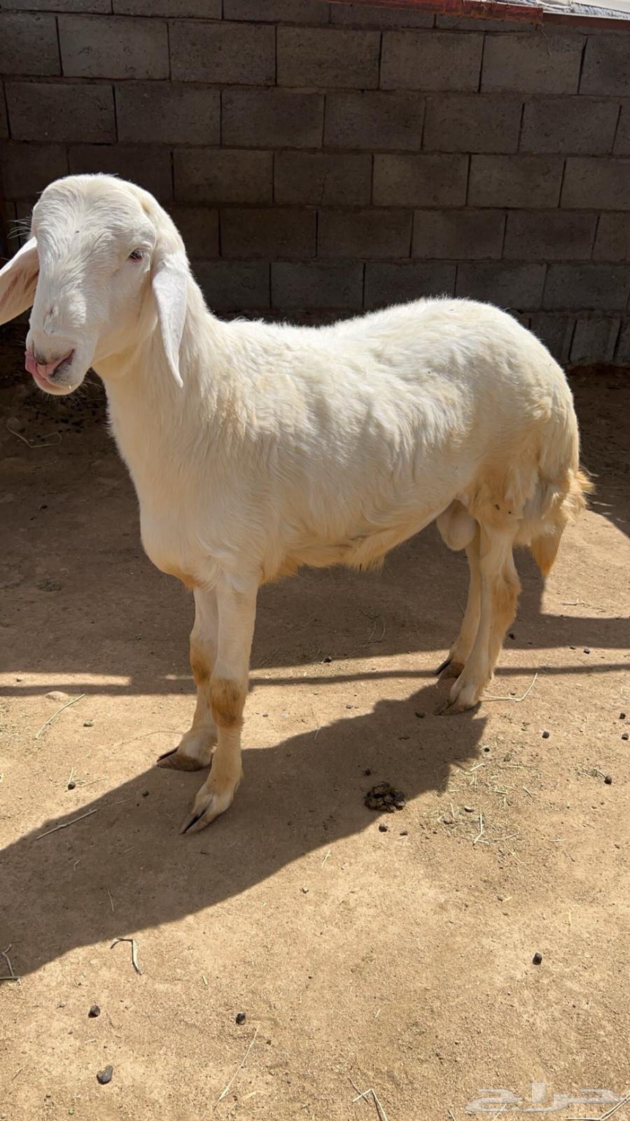 خاروف فحل للبيع64542643161987110