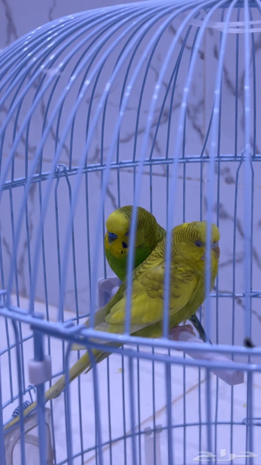 طيور بادجي للبيع64535165699843110