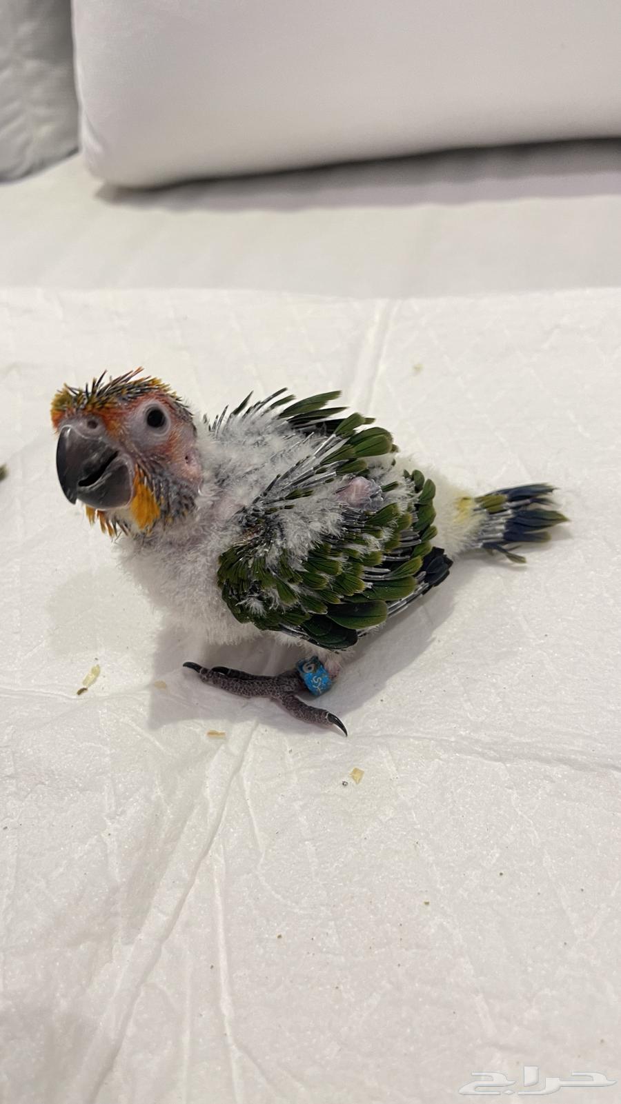 فروخ صن كنيور جامبو64535349836673111